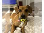 Dachshund Mix DOG FOR ADOPTION RGADN-1391744 - Eric - Dachshund / Mixed (short