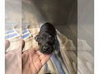 Doxie-Pin DOG FOR ADOPTION RGADN-1391748 - COWBOYS - Miniature Pinscher /