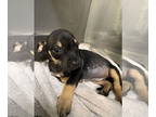 Doxie-Pin DOG FOR ADOPTION RGADN-1391750 - PACKERS - Miniature Pinscher /
