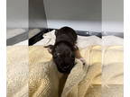 Doxie-Pin DOG FOR ADOPTION RGADN-1391751 - CHIEFS - Dachshund / Miniature