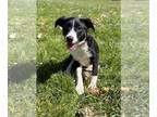 Border-Aussie DOG FOR ADOPTION RGADN-1391758 - Von Trapps : Agathe (Maggie) -