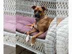 Feist Terrier-Jack Russell Terrier Mix DOG FOR ADOPTION RGADN-1391759 - Ghost :