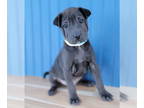 Chinese Shar-Pei Mix DOG FOR ADOPTION RGADN-1391761 - Braxton - Shar Pei / Mixed
