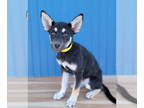 Shepweiller DOG FOR ADOPTION RGADN-1391764 - Wynona - Rottweiler / German