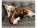 Dachshund-Jack Russell Terrier Mix DOG FOR ADOPTION RGADN-1391776 - Gizmo - Jack