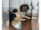 Australian Shepherd-Dachshund Mix DOG FOR ADOPTION RGADN-1391777 - Pancetta "Pan
