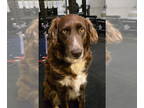 Australian Shepherd-Collie Mix DOG FOR ADOPTION RGADN-1391778 - Ruby - Collie /