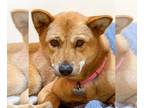 Shiba Inu Mix DOG FOR ADOPTION RGADN-1391780 - Britta - Shiba Inu / Shepherd /