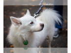 Mix DOG FOR ADOPTION RGADN-1391783 - Yoshi - Spitz (medium coat) Dog For