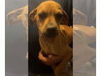 Doxie-Pin DOG FOR ADOPTION RGADN-1391789 - **Marley - Dachshund / Miniature