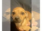 Doxie-Pin DOG FOR ADOPTION RGADN-1391790 - **Harley - Dachshund / Miniature