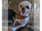 Shih Tzu DOG FOR ADOPTION RGADN-1391791 - Hazel - Shih Tzu (medium coat) Dog For