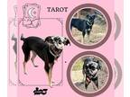 Pug Mix DOG FOR ADOPTION RGADN-1391792 - Tarot - Pug / Terrier / Mixed (short