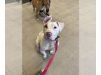 American Staffordshire Terrier DOG FOR ADOPTION RGADN-1391793 - Meatball aka