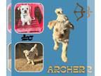 Shih-Poo DOG FOR ADOPTION RGADN-1391794 - Archer - Shih Tzu / Poodle (Miniature)