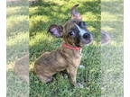 Boxer Mix DOG FOR ADOPTION RGADN-1391797 - Tye - Boxer / Mixed (short coat) Dog