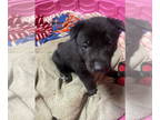 German Shepherd Dog Mix DOG FOR ADOPTION RGADN-1391799 - Addie - German Shepherd