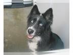 Border Collie-Siberian Husky Mix DOG FOR ADOPTION RGADN-1391809 - ROO - Border