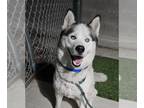 Huskies Mix DOG FOR ADOPTION RGADN-1391817 - *MUSKETEER - Husky / Mixed (medium