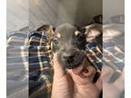 Doxie-Pin DOG FOR ADOPTION RGADN-1391831 - FALCONS - Dachshund / Miniature