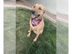 Black Mouth Cur-Rhodesian Ridgeback Mix DOG FOR ADOPTION RGADN-1391832 - LAYLA
