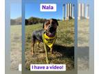 Rottweiler Mix DOG FOR ADOPTION RGADN-1391845 - NALA - Rottweiler / Mixed (short