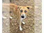 Huskies -Labrador Retriever Mix DOG FOR ADOPTION RGADN-1391850 - MOSES -