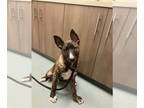 Dutch Shepherd -Plott Hound Mix DOG FOR ADOPTION RGADN-1391863 - ROMEO - Dutch