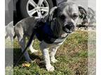 Cocker Spaniel Mix DOG FOR ADOPTION RGADN-1391864 - Hickory - Cocker Spaniel /
