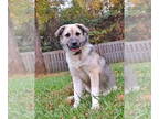 Huskies Mix DOG FOR ADOPTION RGADN-1391865 - Kiley - Husky / Shepherd / Mixed