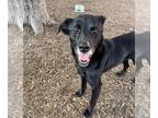 Borador DOG FOR ADOPTION RGADN-1391871 - AUTUMN - Labrador Retriever / Border