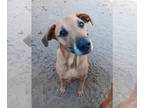 Mix DOG FOR ADOPTION RGADN-1391875 - Bama - Retriever (short coat) Dog For