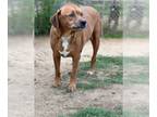 Retriever Mix DOG FOR ADOPTION RGADN-1391877 - Bear - Retriever / Mixed (short