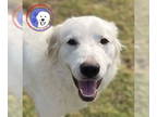 Great Pyrenees DOG FOR ADOPTION RGADN-1391882 - Cassandra - Great Pyrenees (long