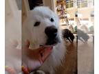 Great Pyrenees Mix DOG FOR ADOPTION RGADN-1391884 - Yogi - Great Pyrenees /