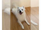 American Eskimo Dog DOG FOR ADOPTION RGADN-1391890 - LOKI of Buffalo