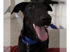 Greyhound Mix DOG FOR ADOPTION RGADN-1391891 - JUANA - Black Labrador Retriever