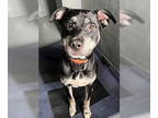 Shepradors DOG FOR ADOPTION RGADN-1391901 - LENNY - Labrador Retriever / German