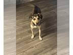Beagle-Huskies Mix DOG FOR ADOPTION RGADN-1391903 - LUNA - Beagle / Husky /