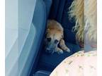 Shepradors DOG FOR ADOPTION RGADN-1391904 - GORDO - German Shepherd Dog /
