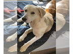 Labrenees DOG FOR ADOPTION RGADN-1391905 - GRIM - Labrador Retriever / Great