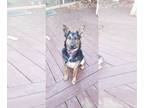 Dutch Shepherd -German Shepherd Dog Mix DOG FOR ADOPTION RGADN-1391906 -