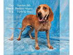 Redbone Coonhound Mix DOG FOR ADOPTION RGADN-1391908 - Gordon - Redbone