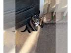 Borador DOG FOR ADOPTION RGADN-1391909 - HEDWIG - Border Collie / Labrador