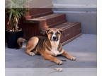Australian Shepherd Mix DOG FOR ADOPTION RGADN-1391910 - HEMLOCK - Australian