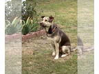 Labrador Retriever Mix DOG FOR ADOPTION RGADN-1391911 - MAGGIE - Labrador