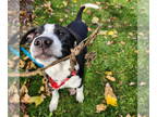 Borador DOG FOR ADOPTION RGADN-1391915 - SILAS - Border Collie / Labrador