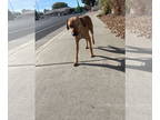 Labrador Retriever Mix DOG FOR ADOPTION RGADN-1391917 - SANDRA - Labrador