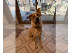 Red Heeler Mix DOG FOR ADOPTION RGADN-1391919 - Bryan - Red Heeler / Mixed