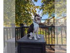 Huskies Mix DOG FOR ADOPTION RGADN-1391921 - Freya - Husky / Shepherd / Mixed